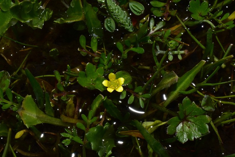 Ranunculus breviscapus
