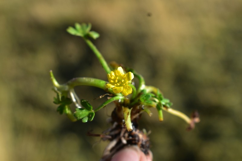 Ranunculus breviscapus photo 2