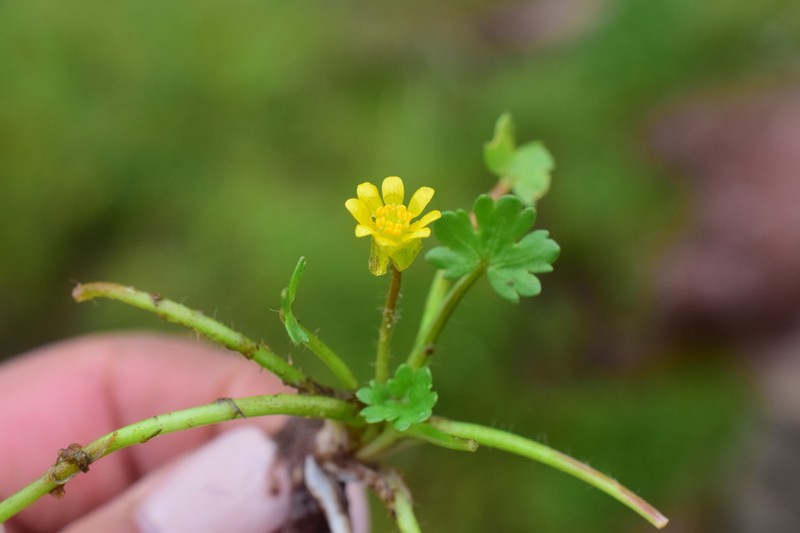 Ranunculus breviscapus photo 3