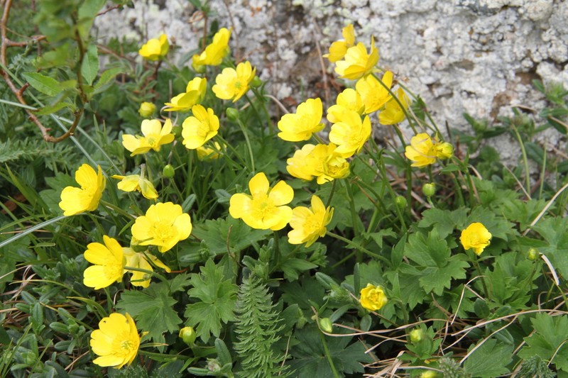 Ranunculus breyninus