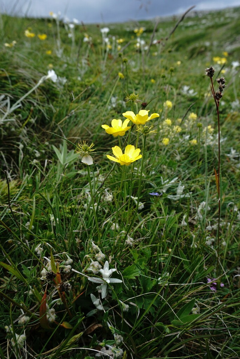 Ranunculus breyninus photo 2