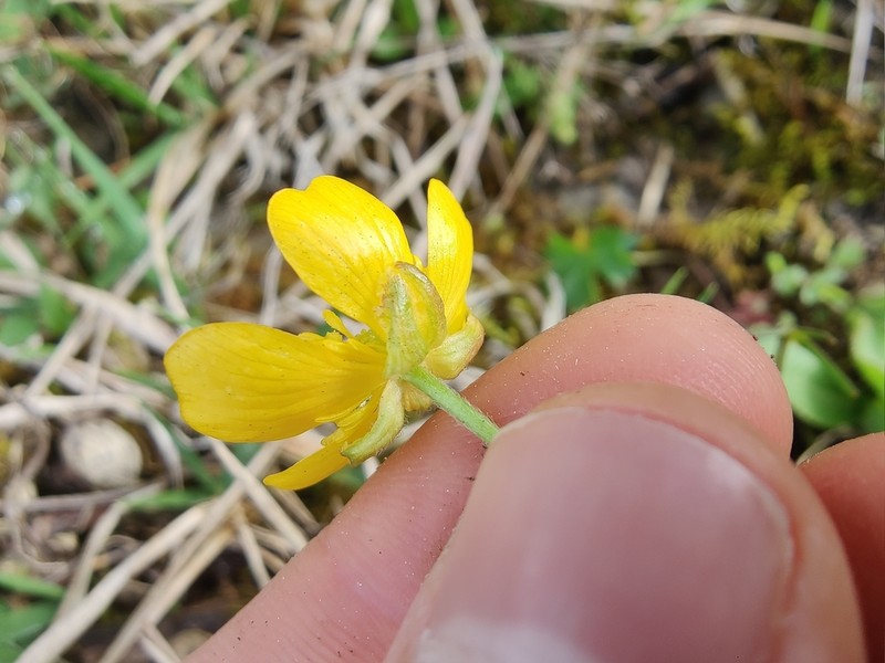 Ranunculus breyninus photo 3