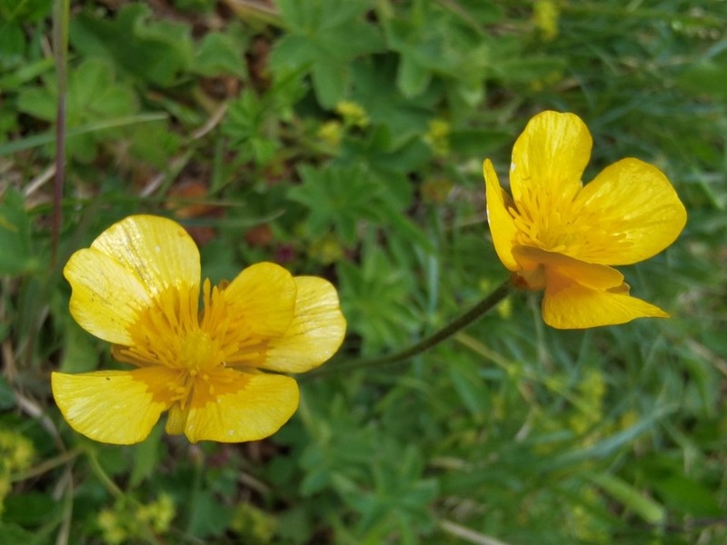 Ranunculus breyninus photo 4
