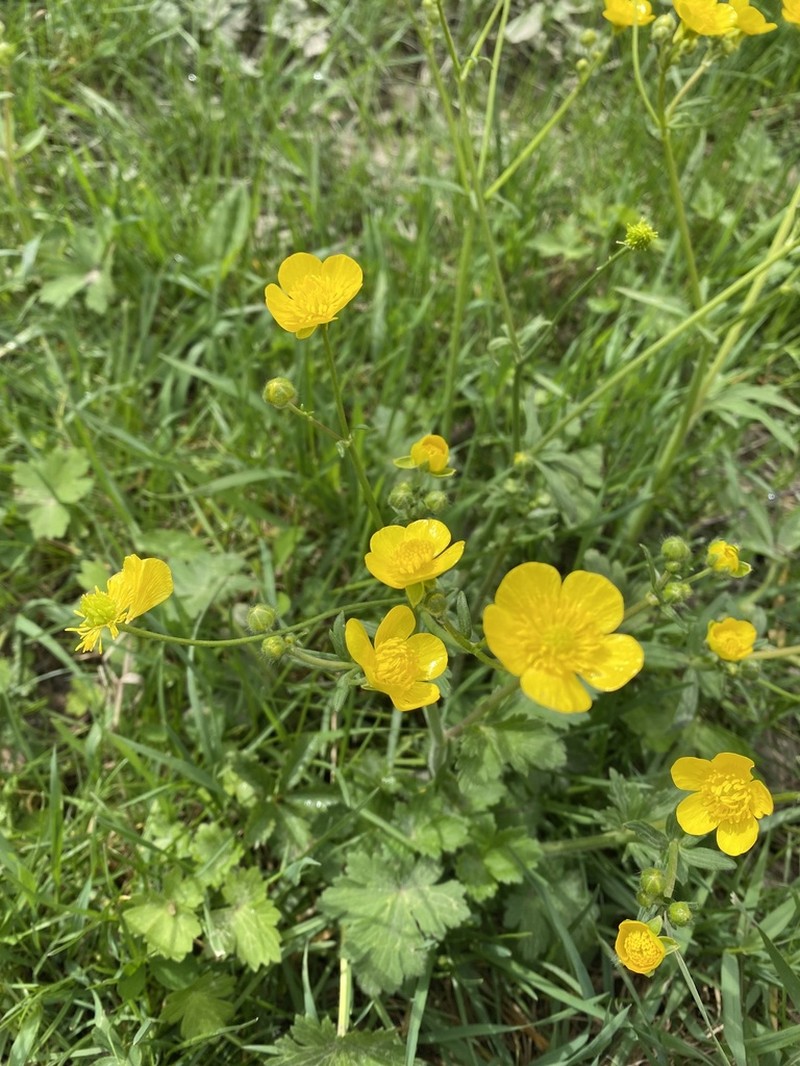 Ranunculus breyninus photo 5
