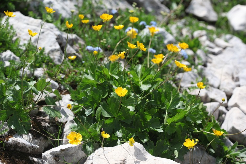 Ranunculus breyninus photo 6