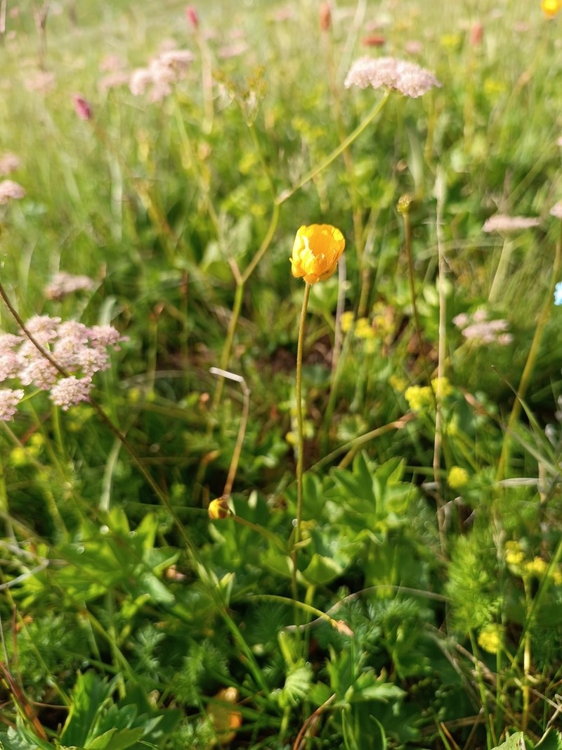 Ranunculus breyninus photo 7