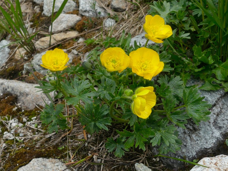 Ranunculus breyninus photo 8