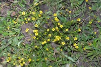 Ranunculus brotherusii