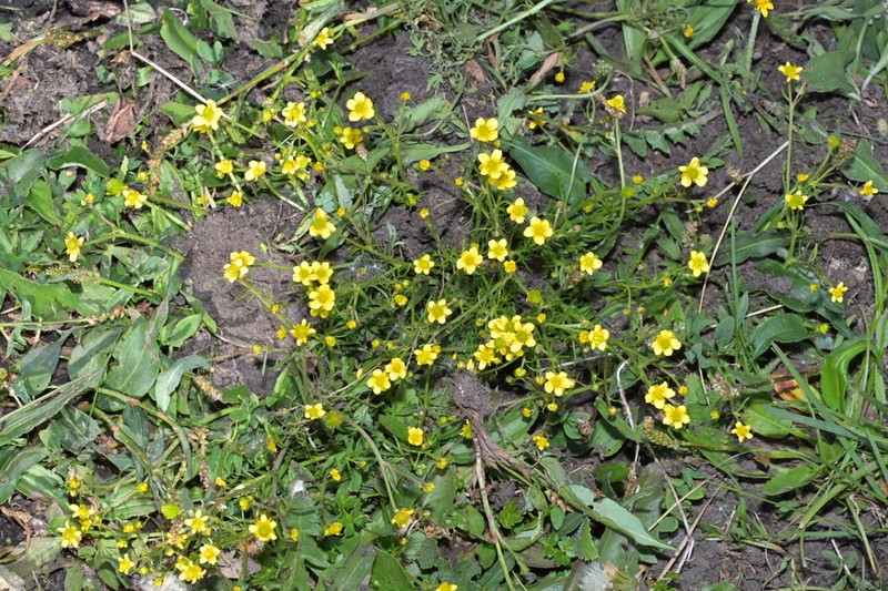 Ranunculus brotherusii