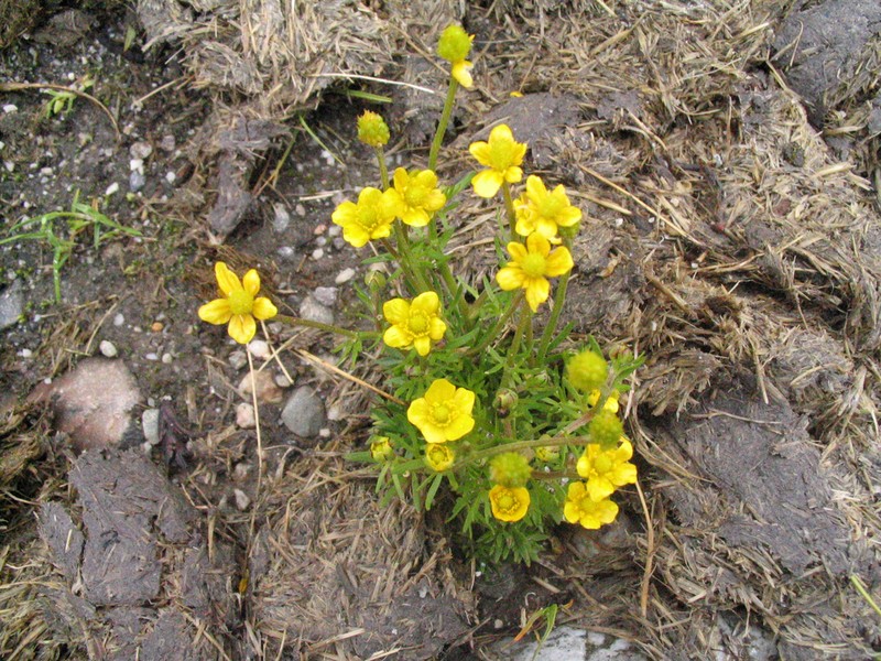 Ranunculus brotherusii photo 2