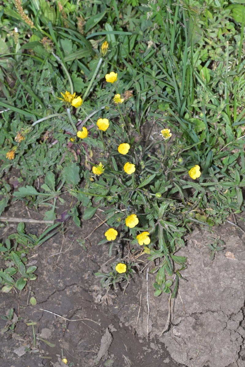 Ranunculus brotherusii photo 3