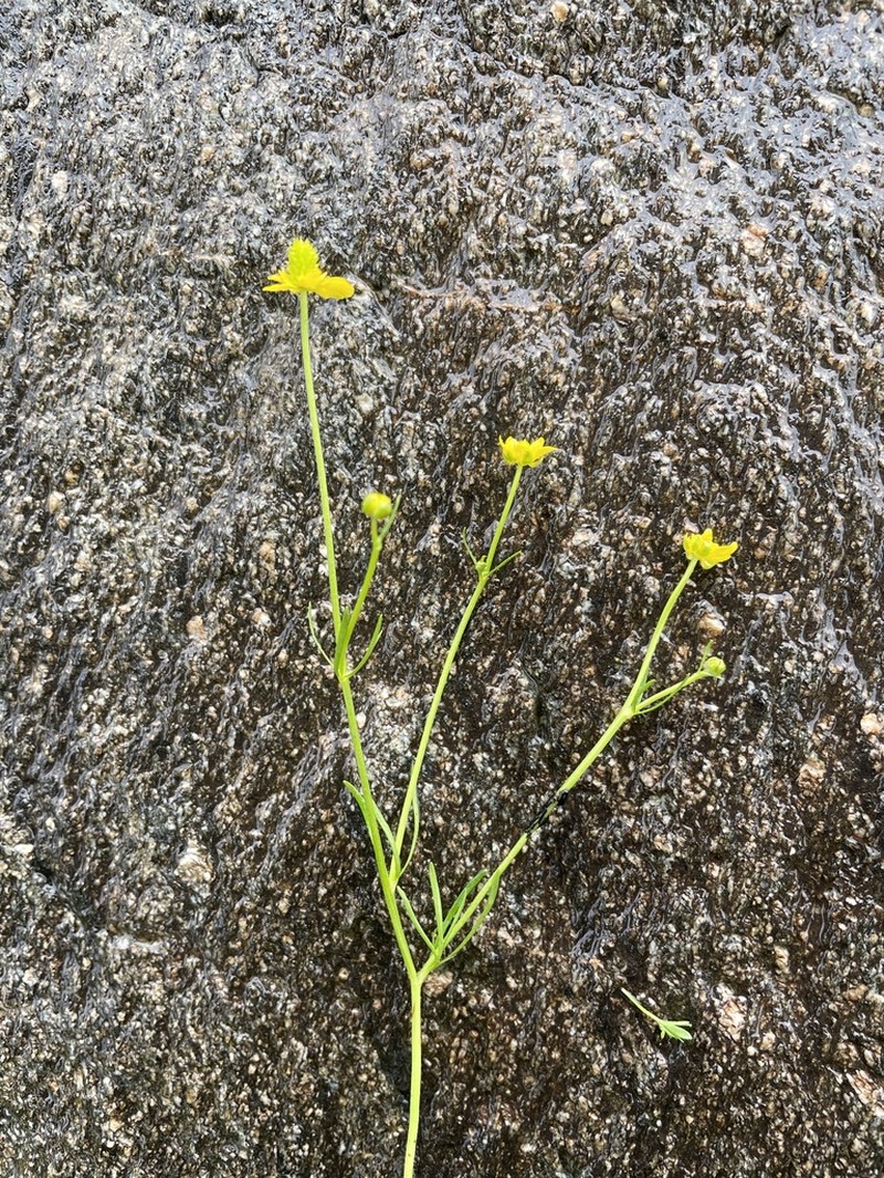 Ranunculus brotherusii photo 4