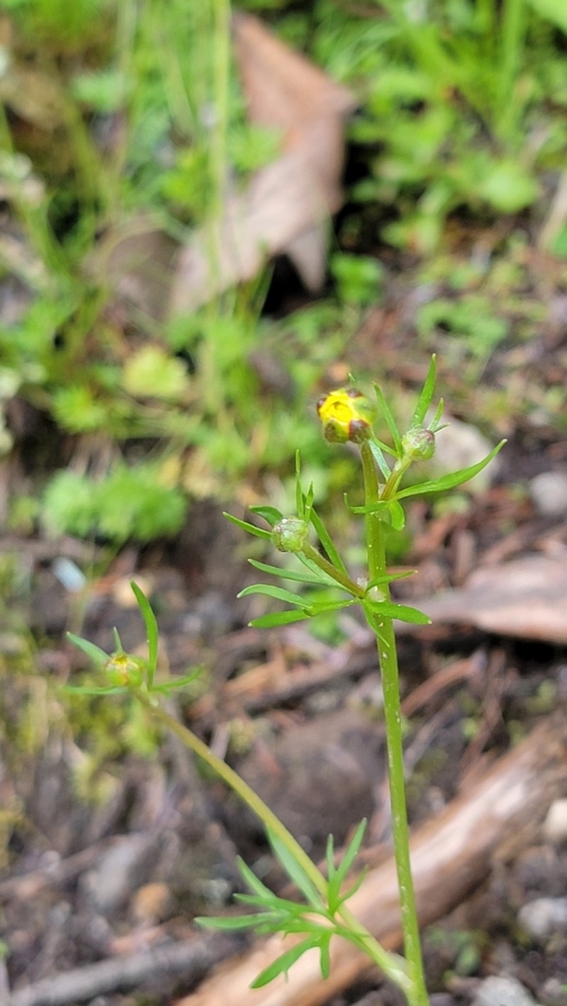 Ranunculus brotherusii photo 5