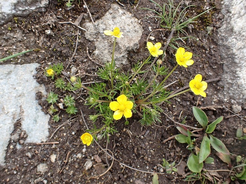 Ranunculus brotherusii photo 6