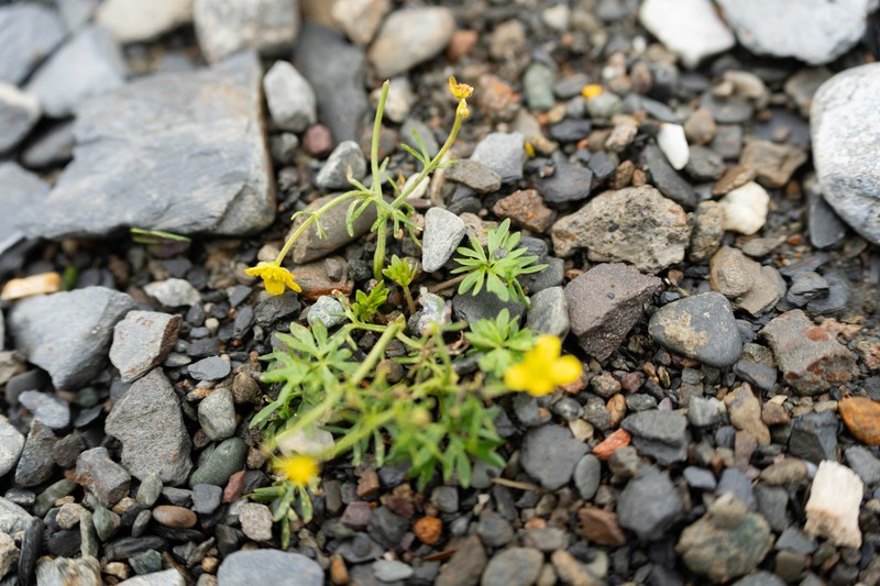 Ranunculus brotherusii photo 7