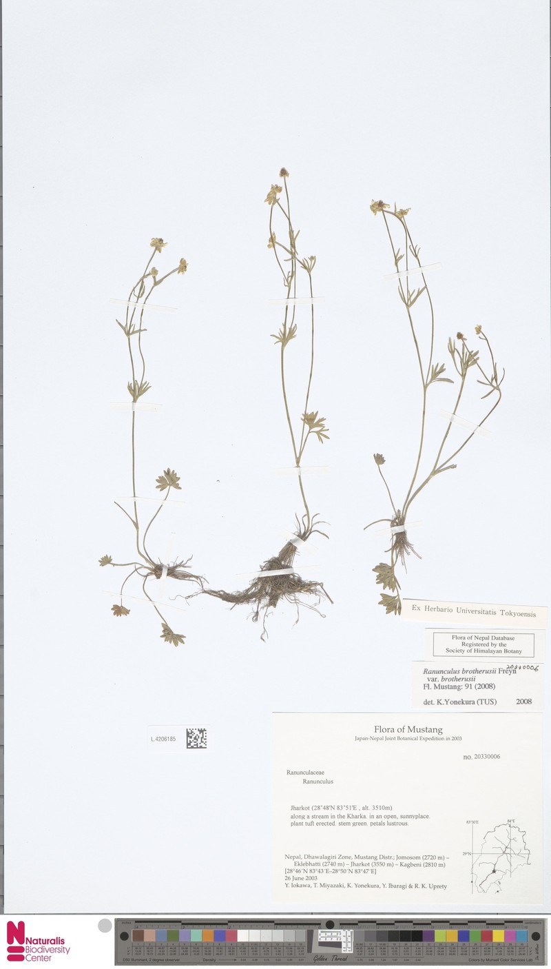 Ranunculus brotherusii var. brotherusii