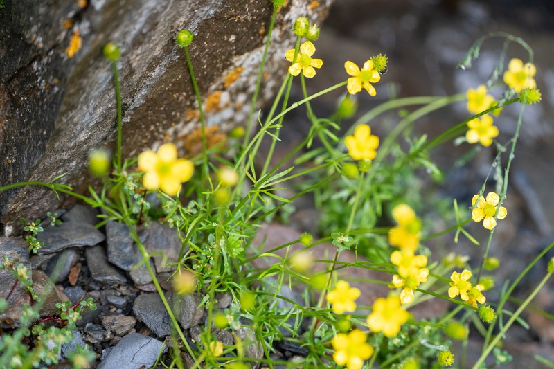 Ranunculus brotherusii var. tanguticus photo 2