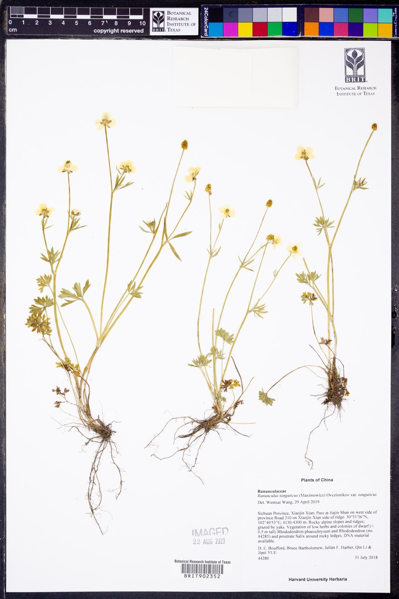Ranunculus brotherusii var. tanguticus photo 3