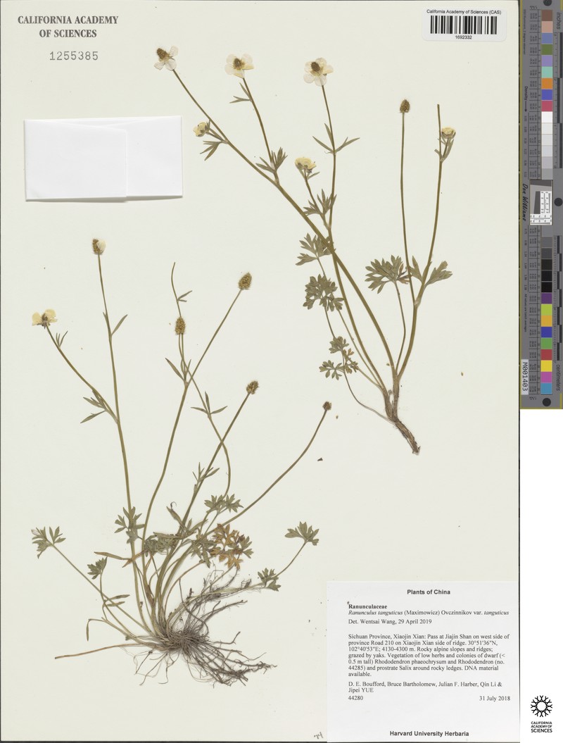 Ranunculus brotherusii var. tanguticus photo 4