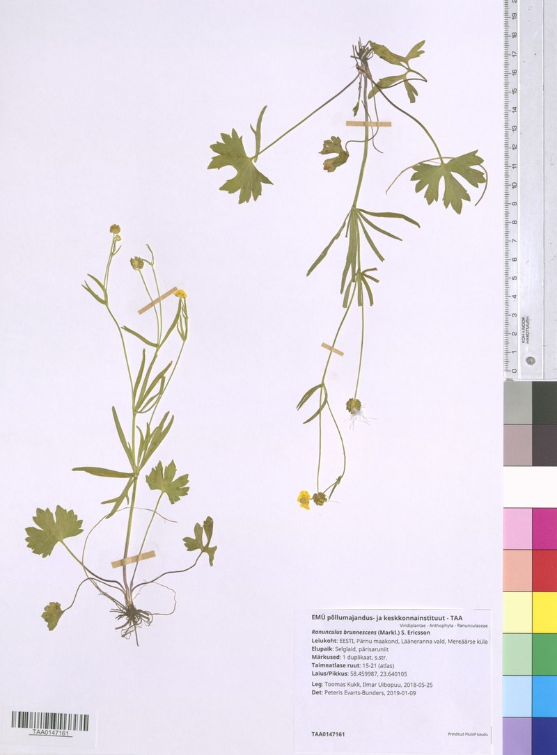 Ranunculus brunnescens