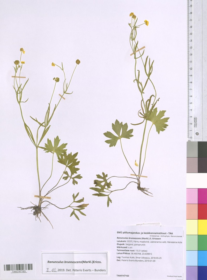 Ranunculus brunnescens photo 2