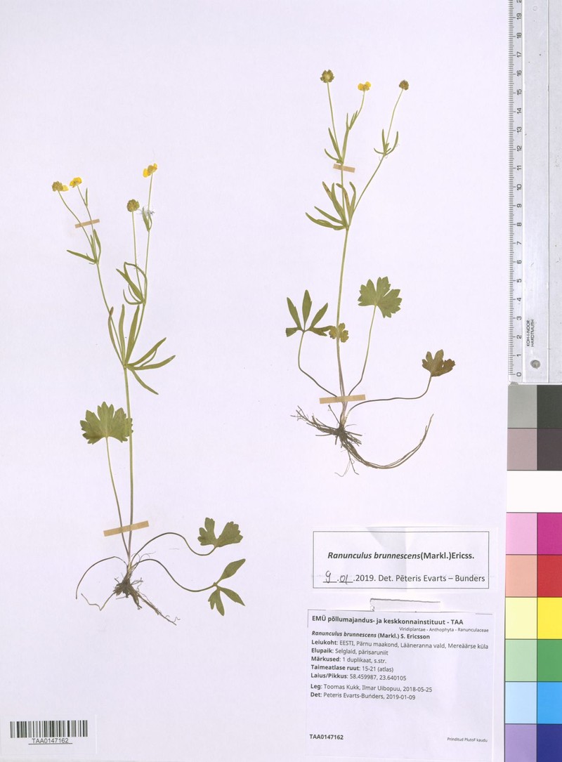 Ranunculus brunnescens photo 3