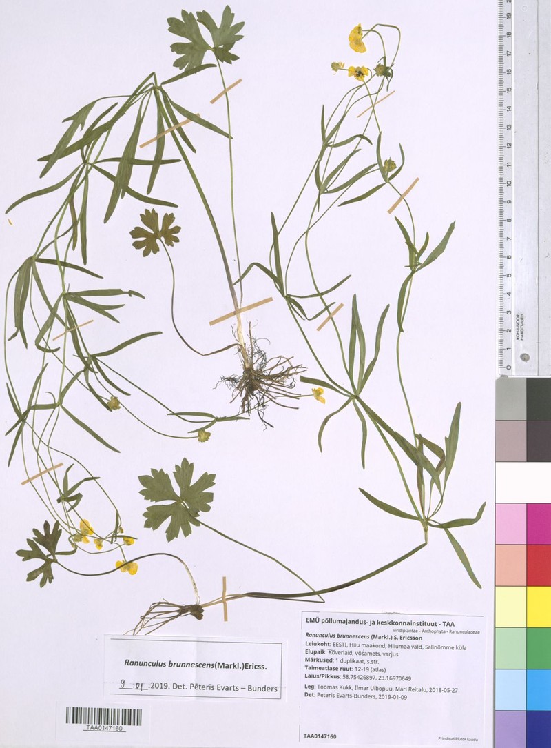 Ranunculus brunnescens photo 4