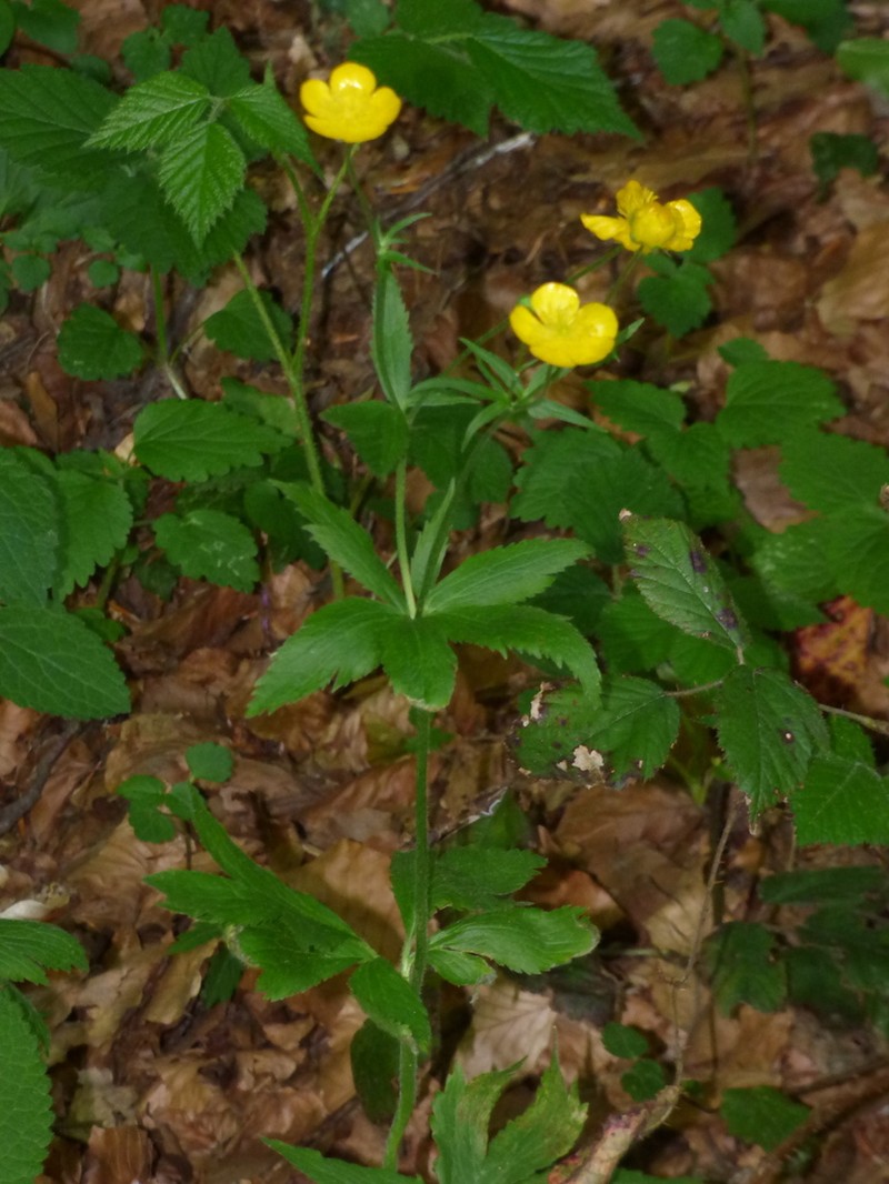 Ranunculus brutius