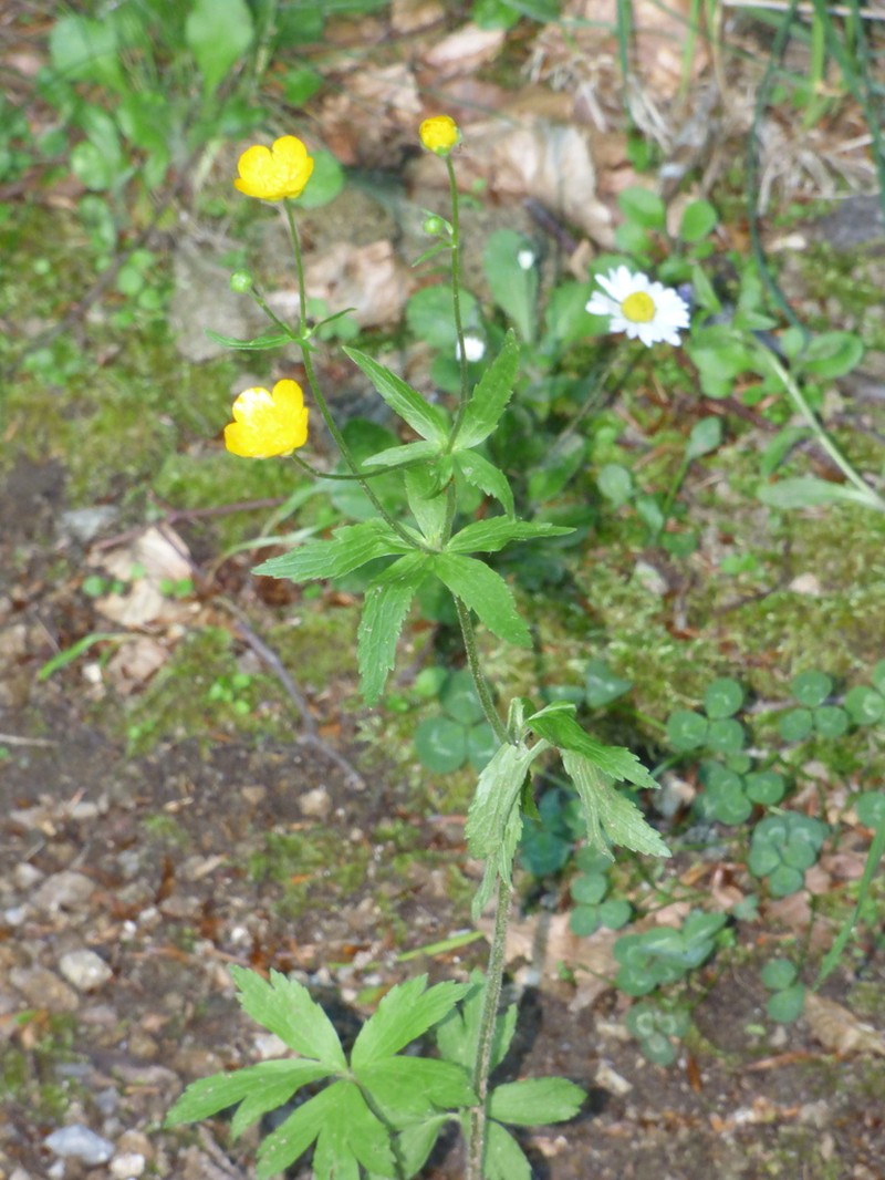 Ranunculus brutius photo 3