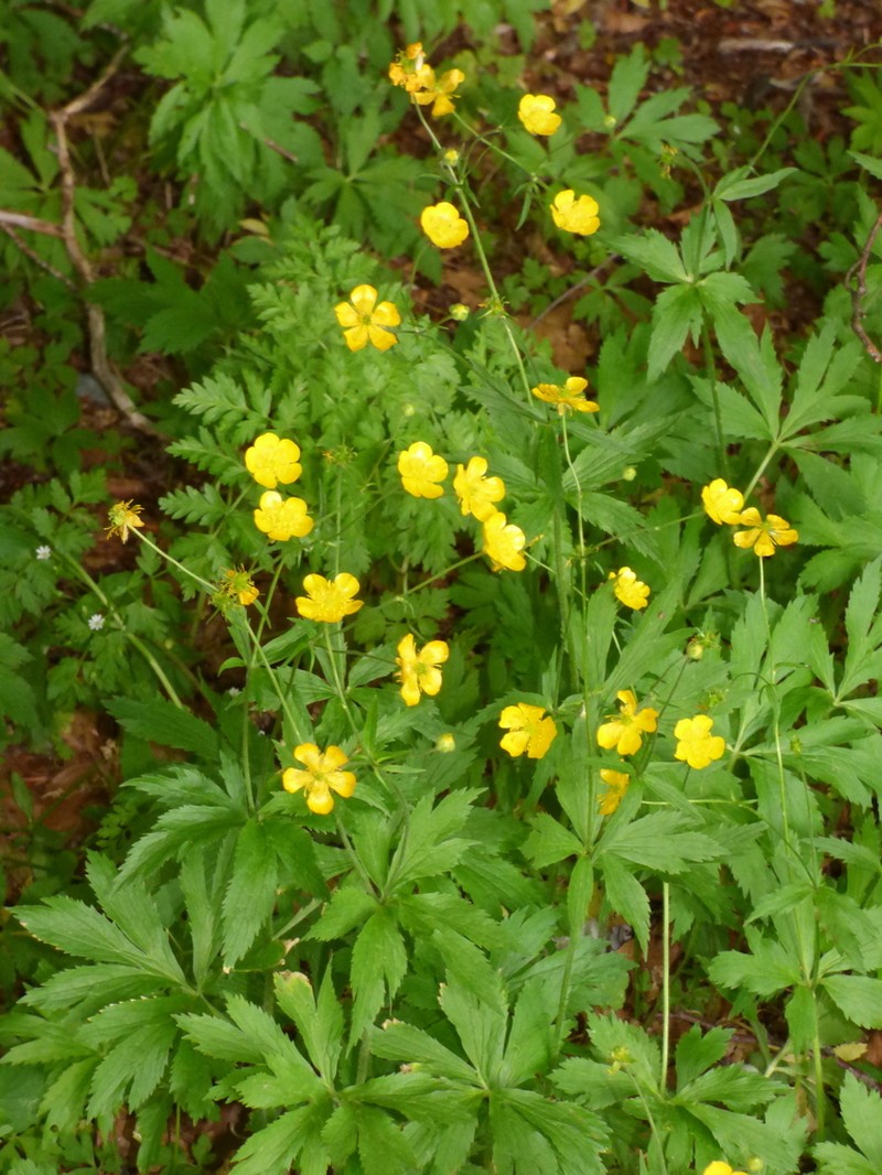 Ranunculus brutius photo 5