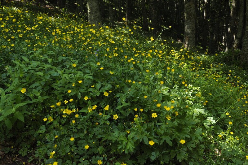 Ranunculus brutius photo 6