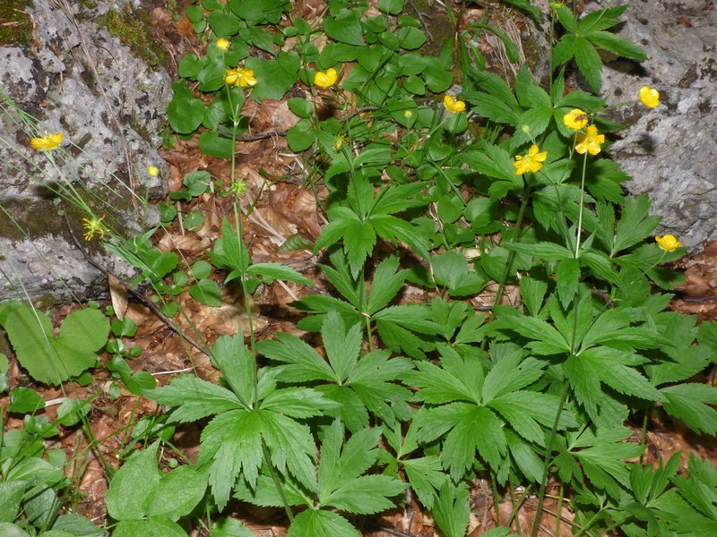 Ranunculus brutius photo 7