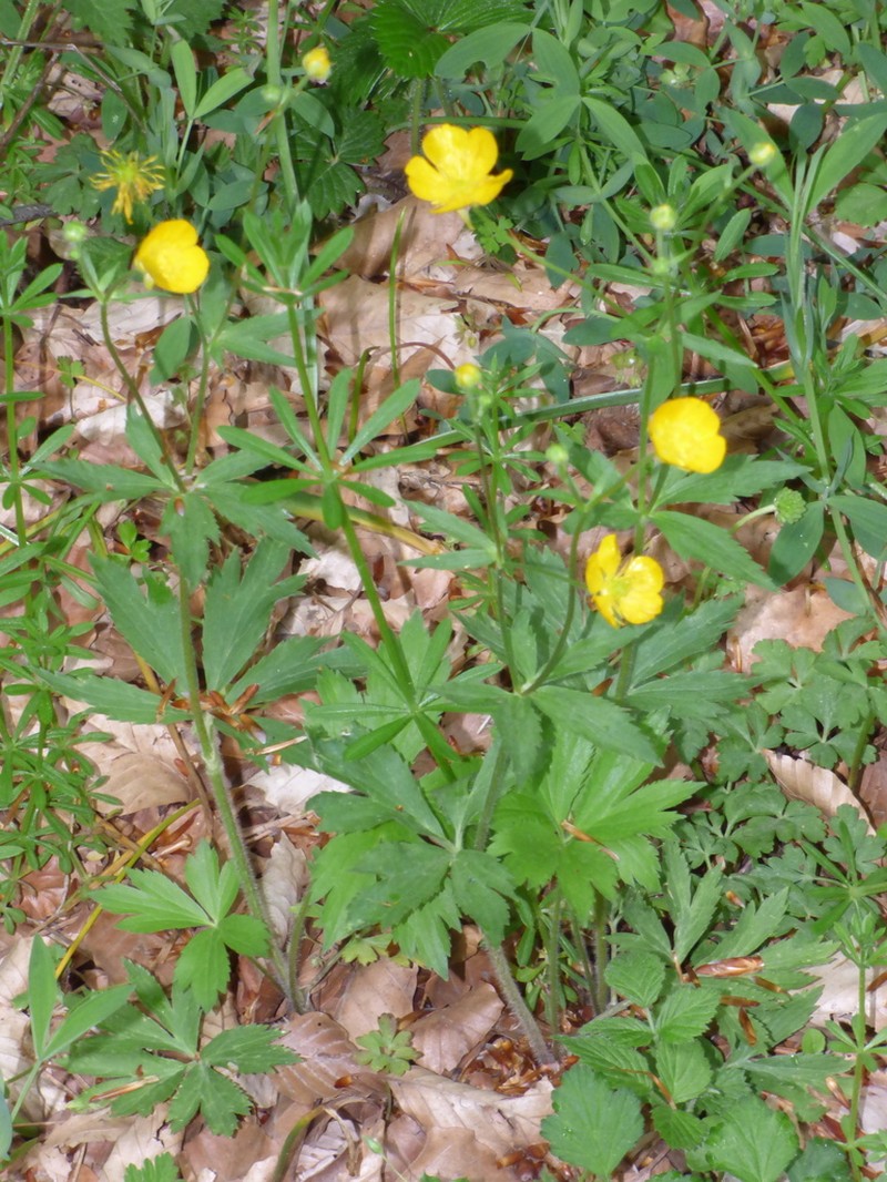 Ranunculus brutius photo 8