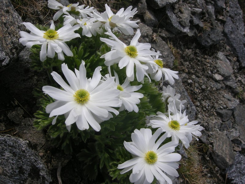 Ranunculus buchananii photo 2