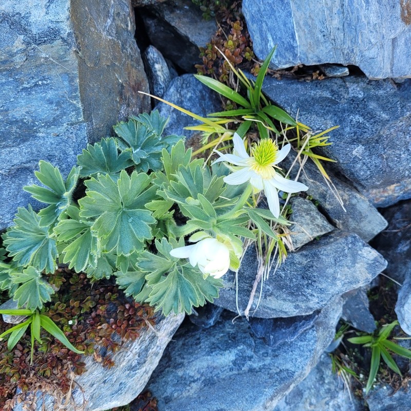 Ranunculus buchananii photo 3