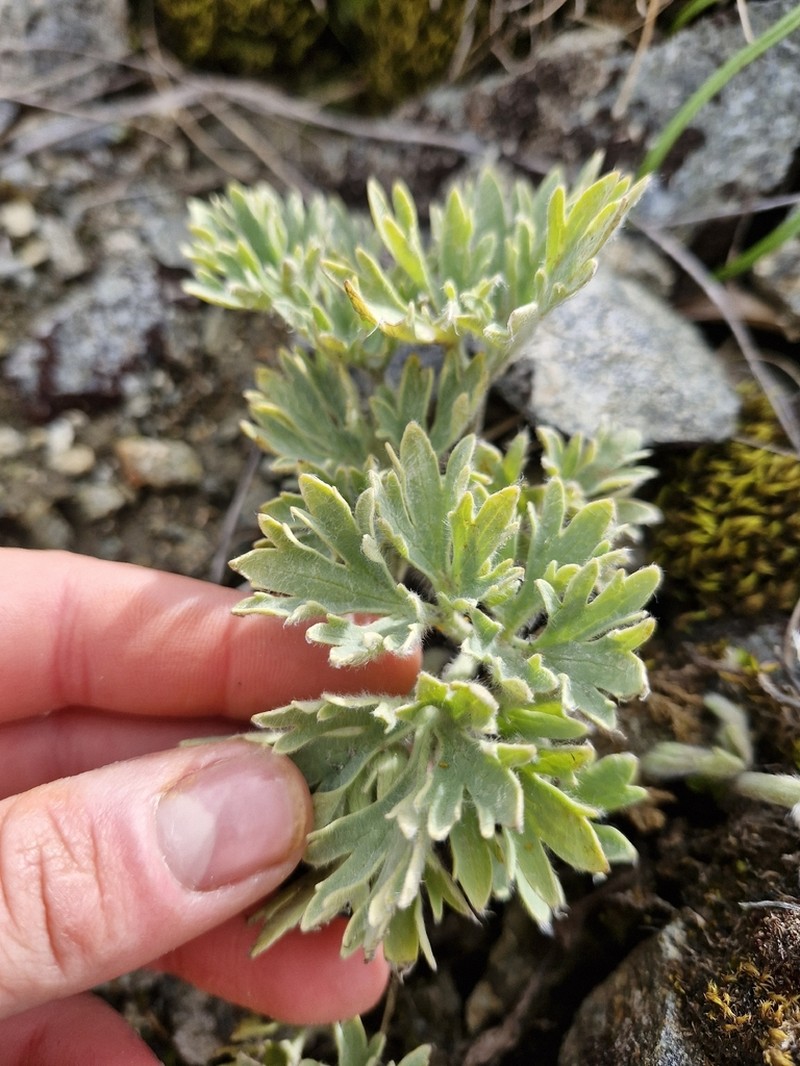 Ranunculus buchananii photo 4