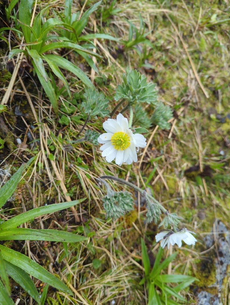 Ranunculus buchananii photo 5
