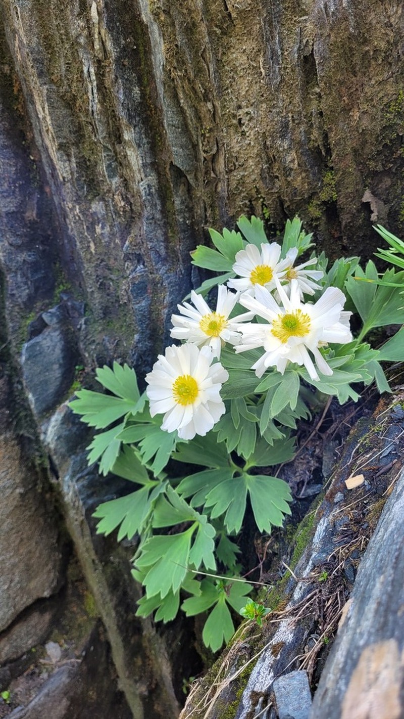 Ranunculus buchananii photo 6