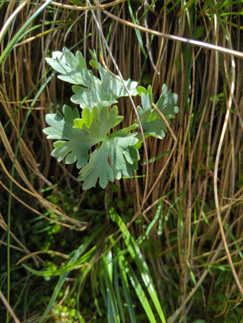 Ranunculus buchananii photo 7