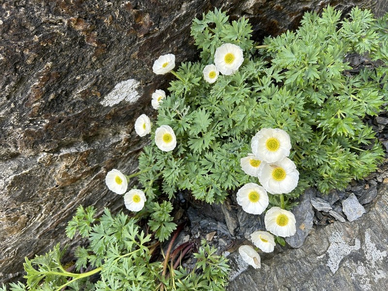 Ranunculus buchananii photo 8
