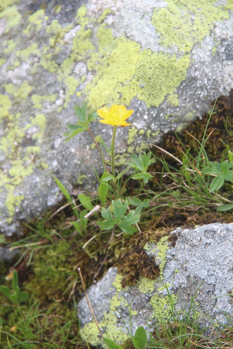 Ranunculus buhsei