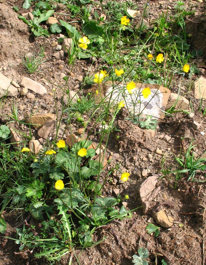 Ranunculus buhsei photo 2