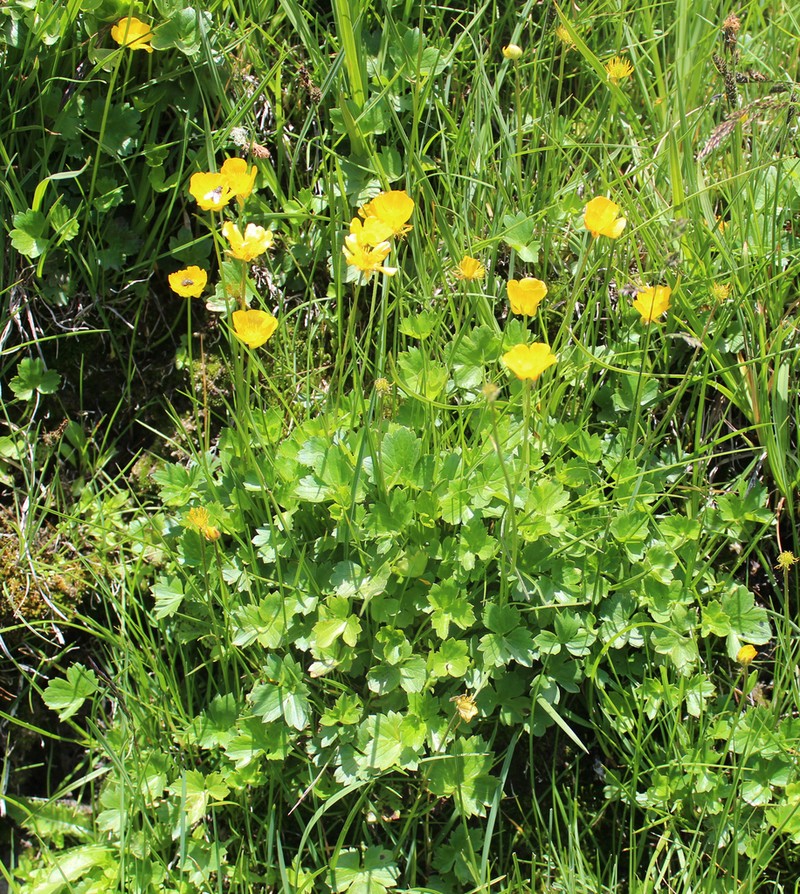 Ranunculus buhsei photo 3
