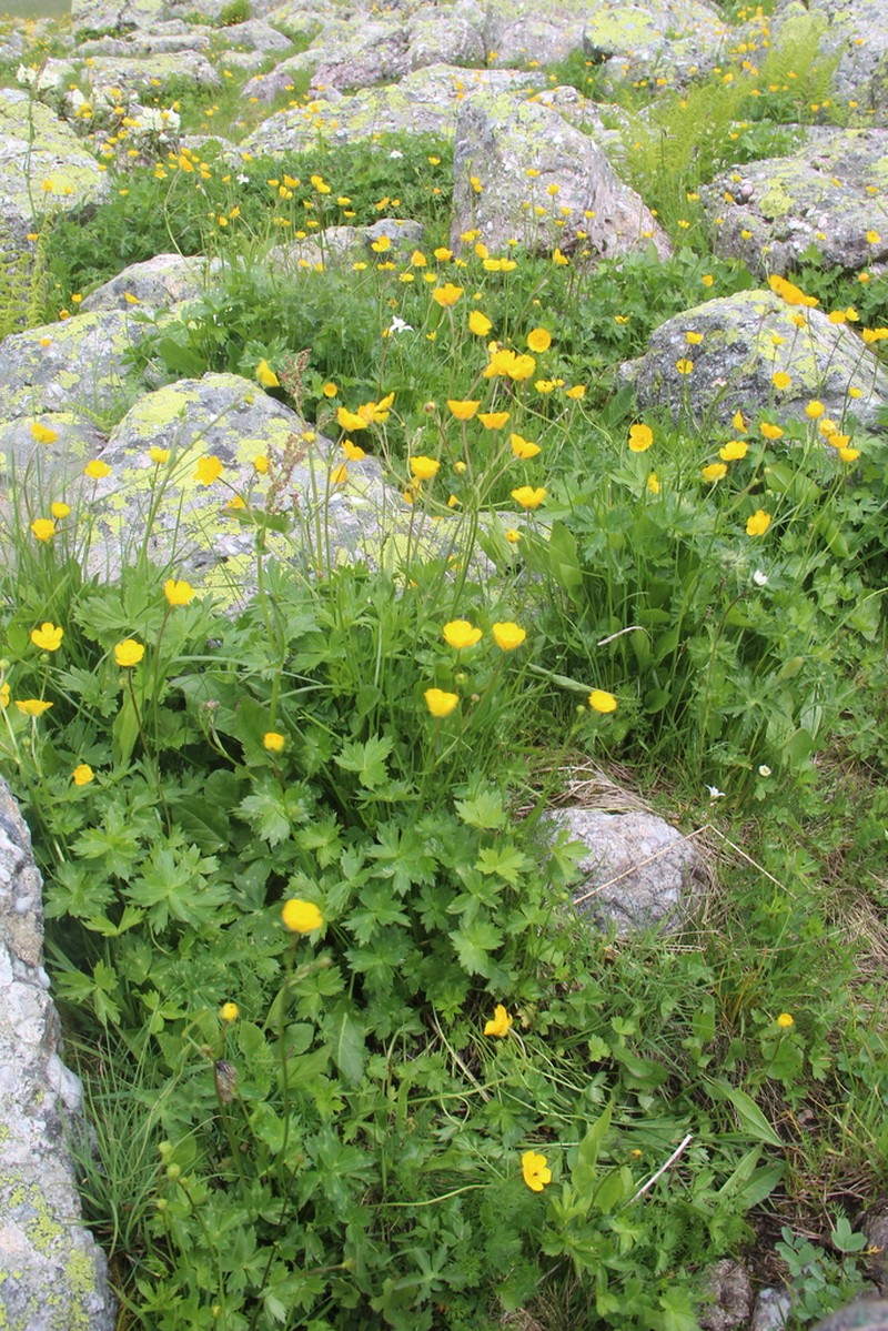 Ranunculus buhsei photo 4