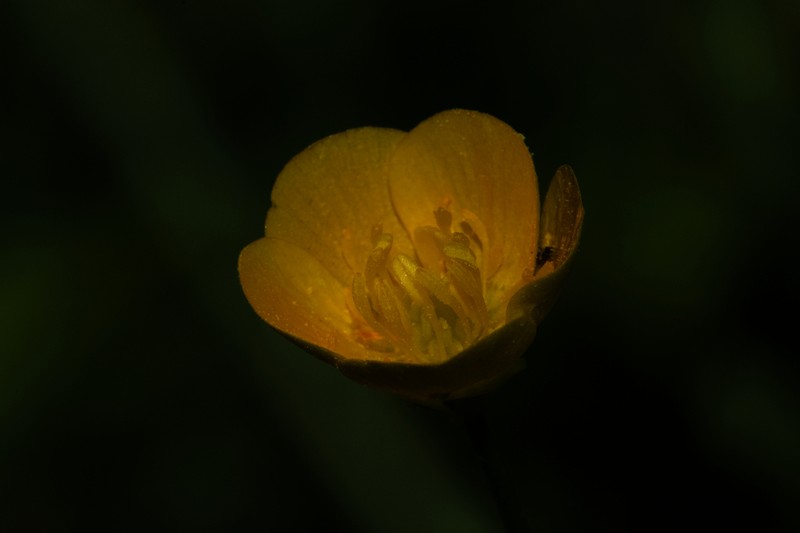 St. Anthony's Turnip photo 6