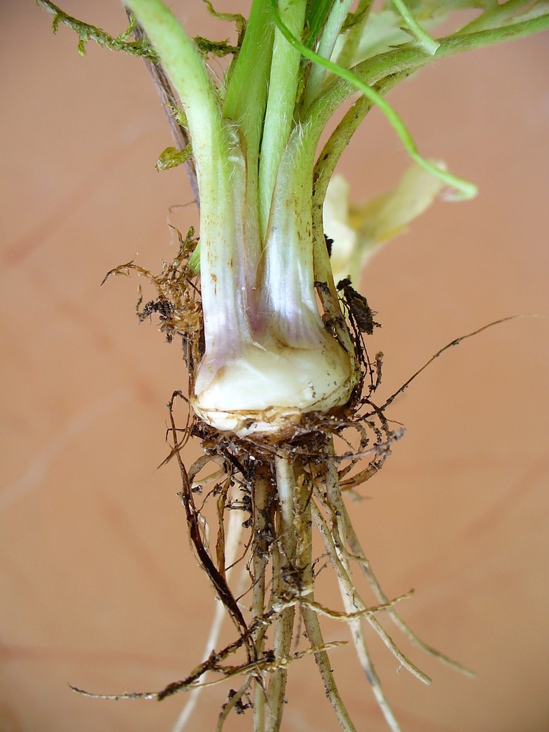 St. Anthony's Turnip photo 3