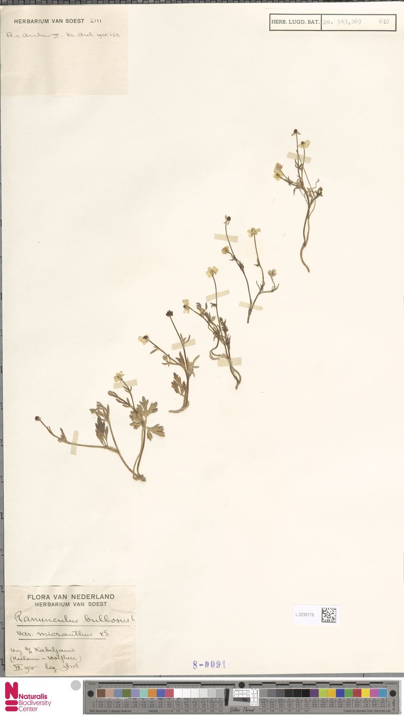 Ranunculus bulbosus f. macranthus