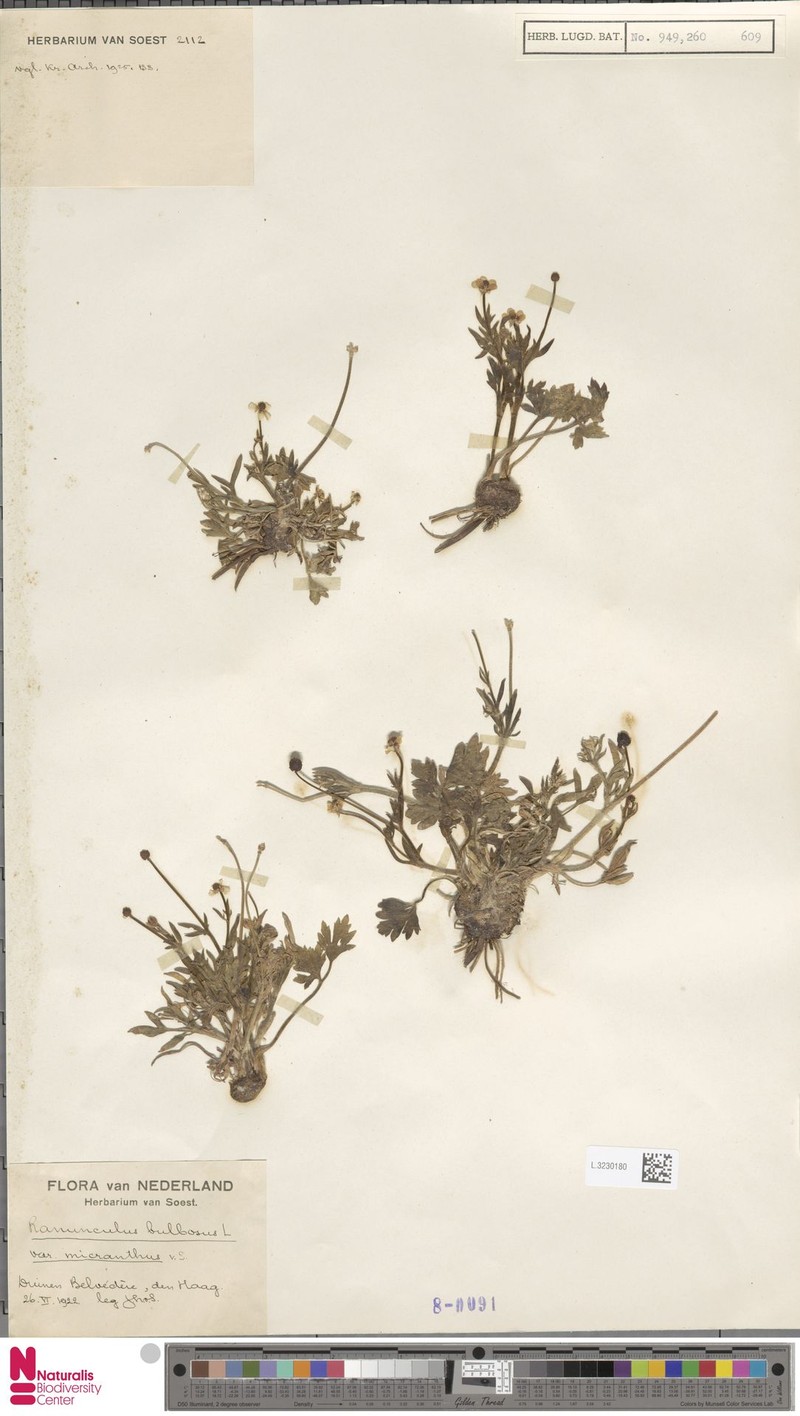 Ranunculus bulbosus f. macranthus photo 2