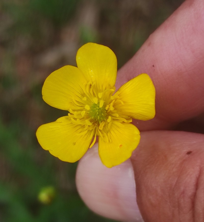 Ranunculus bulbosus subsp. aleae