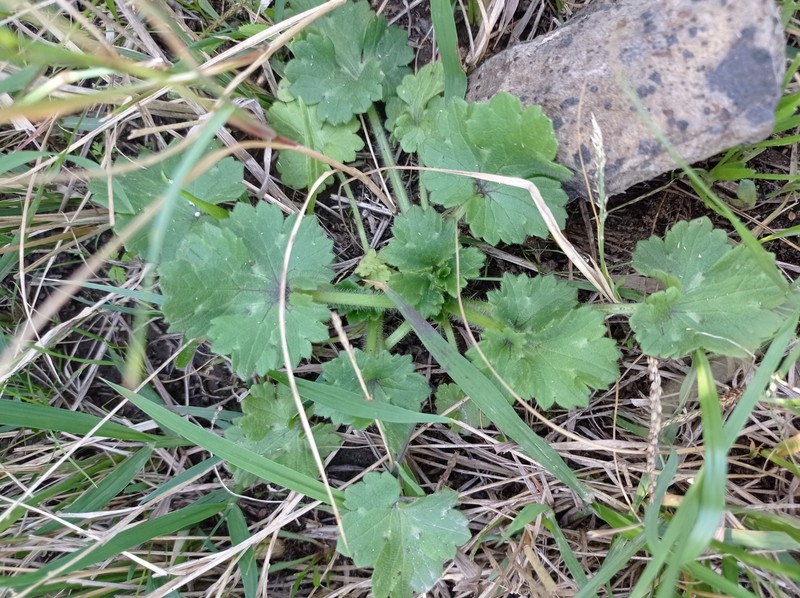 Ranunculus bulbosus subsp. aleae photo 2